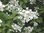 Mustilanhortensia Hydrangea paniculata Mustila 3 l