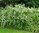 Lännenheisiangervo Physocarpus opulifolius 3 l