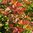 Ruskaheisiangervo Physocarpus opulifolius Amber Jubilee 3 l