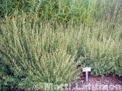 Kääpiöpunapaju Salix purpurea Nana 3 l