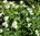 Valkoruusuangervo Spiraea japonica Albiflora 3 l