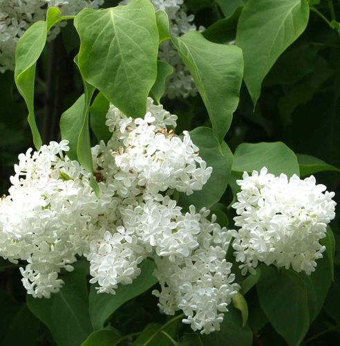 Valkoinen pihasyreeni Syringa vulgaris Alba 3 l