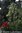 Riipparaita Salix caprea Kilmarnock 120 cm