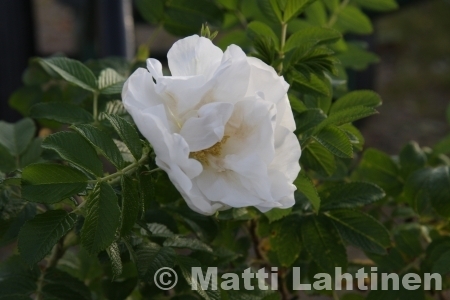 Valkoinen Hansaruusu Rosa Blanc Double de Coubert 3 l