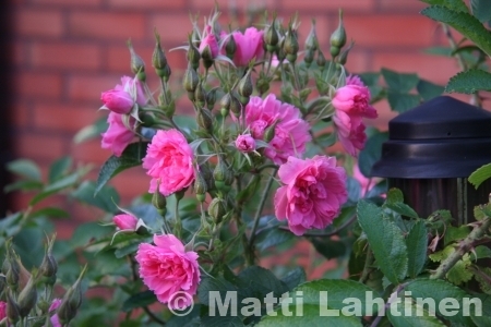 Neilikkaruusu Rosa Pink Grootendorst 3 l