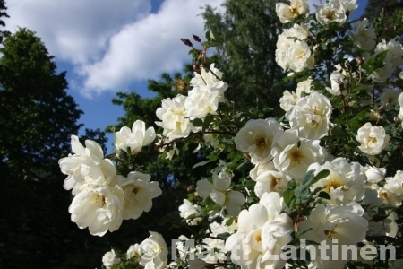 Juhannusruusu Pimpinellaruusu Rosa pimpinellifolia Plena 3 l kerrottu
