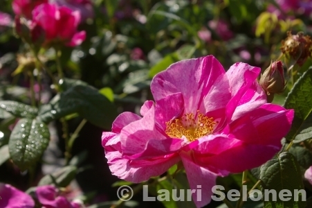 Kirjoapteekkarinruusu Rosa Rosa Mundi 3 l