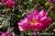 Kirjoapteekkarinruusu Rosa Rosa Mundi 3 l