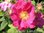 Valamonruusu Rosa Splendens 3 l