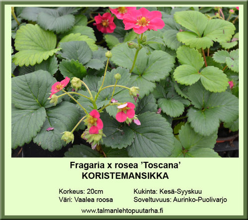 Koristemansikka Fragaria x rosea Toscana 12 cm