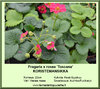 Koristemansikka Fragaria x rosea Toscana 12 cm