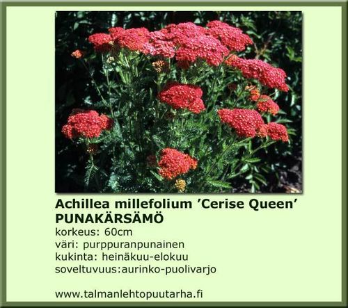 Achillea millefolium Cerise Queen PUNAKÄRSÄMÖ 11 CM ruukku