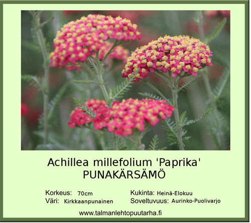 Achillea millefolium Paprika PUNAKÄRSÄMÖ 11 CM ruukku