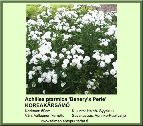 Achillea ptarmica Benery's Perle KOREAKÄRSÄMÖ 11 CM ruukku