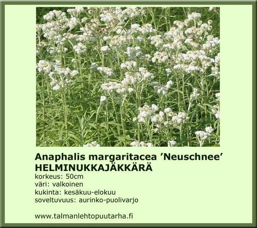 Anaphalis margaritcea Neuschnee HELMINUKKAJÄKKÄRÄ 9 cm ruukku