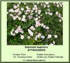 Anemone hupehensis September SYYSVUOKKO 11 cm ruukku