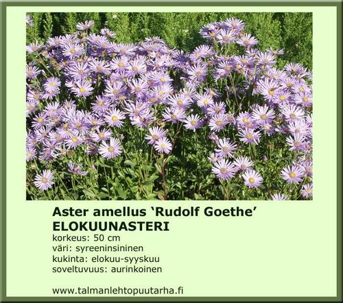 Aster amellus Rudolf Goethe ELOKUUNASTERI 11 cm ruukku