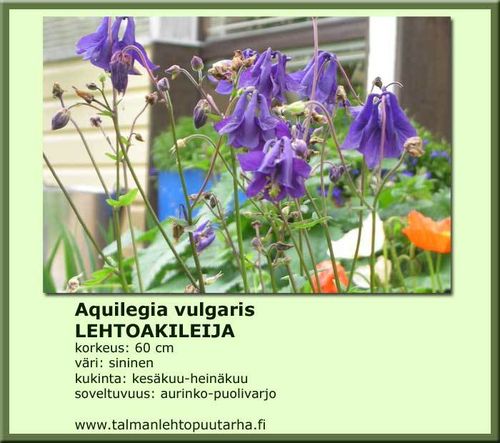 Aquilegia vulgaris LEHTOAKILEIJA 11 cm ruukku