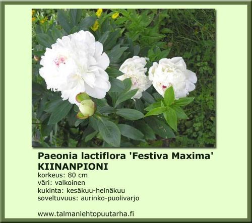 Paeonia lacitiflora 'Festiva Maxima' KIINANPIONI valkoinen