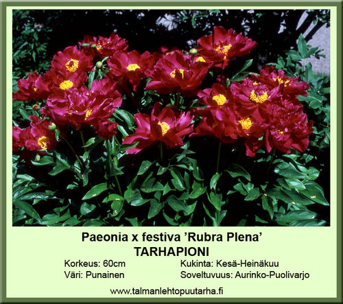 Paeonia x festiva 'Rubra Plena' TARHAPIONI tumma pinkki