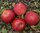 Omenapuu säleikkö Punaposki kesälajike