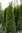 Timanttituija Thuja occ. Smaragd 220-250 cm paakku