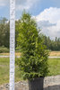 Kartiotuija Thuja occidentalis Brabant Extra 140-160 cm