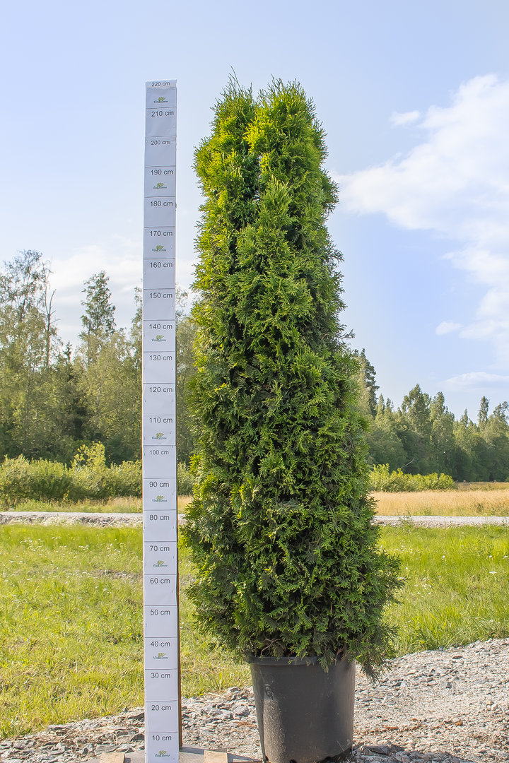 Timanttituija Thuja occ. Smaragd extra 180-200 cm