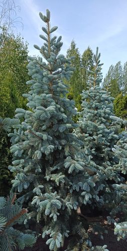 Hopeakuusi Picea pungens Hoopsii 180-200 cm