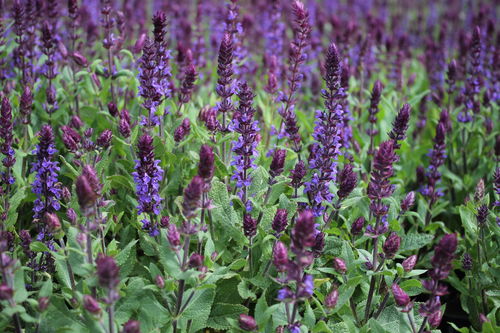 Lehtosalvia Salvia nemorosa violetti