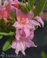 Atsalea Rhododendron x Rustica Mixture 'Ruususen Uni' 30-40 cm