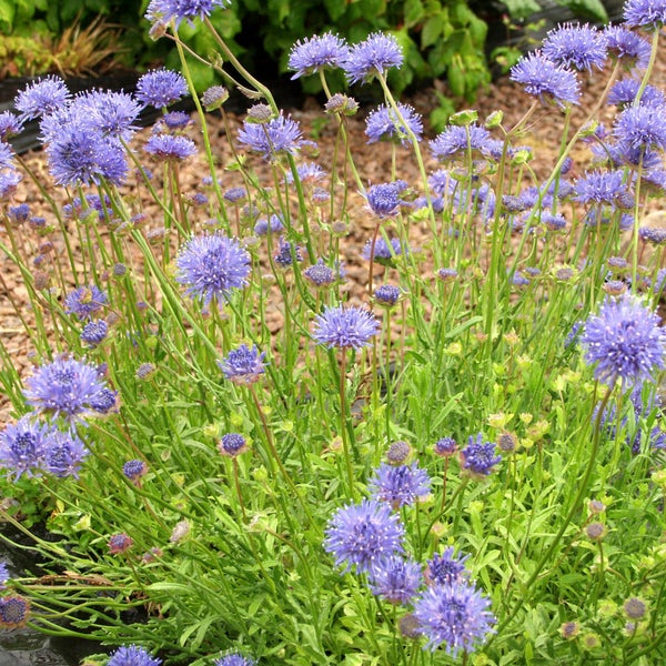 Etel&auml;nmunkki Jasione laevis