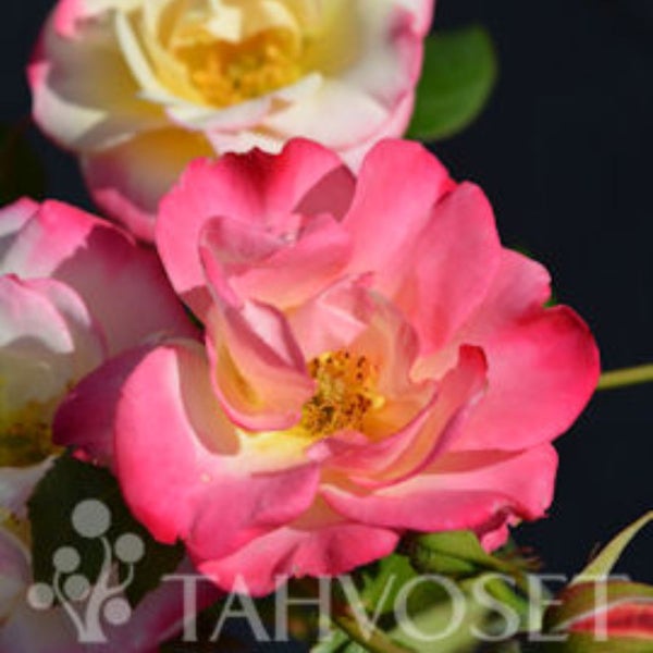 Campfire ruusu Rosa 'CA 29' Campfire' 3 l