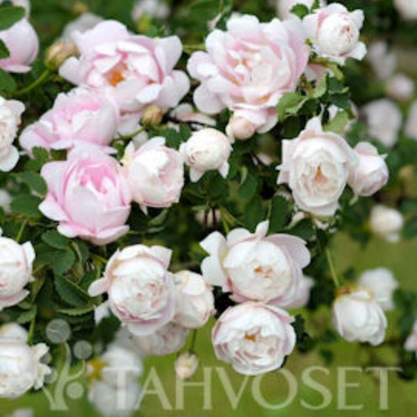 Morsionruusu Rosa pimpinellifolia 'Juhannusmorsian'3 l