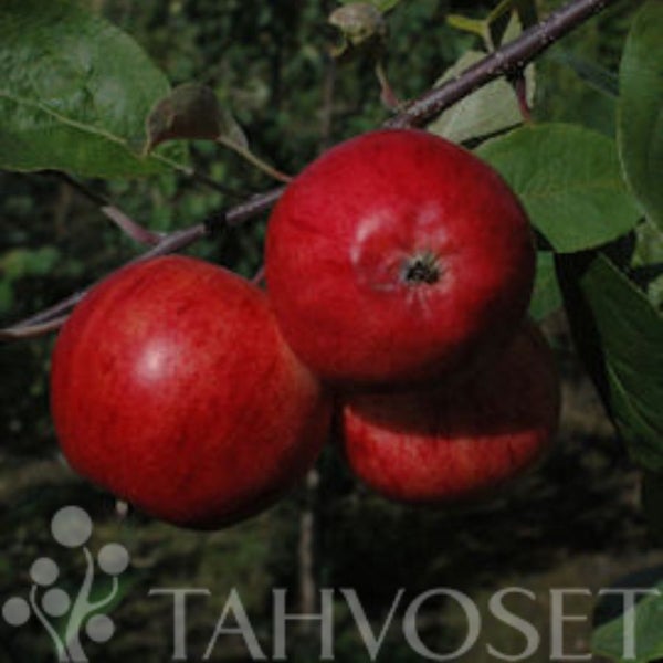 Omenapuu Eppulainen 7,5 l talviomena