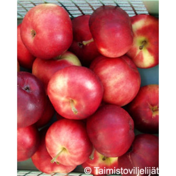 Omenapuu Petteri 7,5 l kes&auml;omena