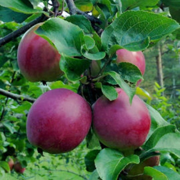 Omenapuu Safran Pohjola 7,5 l syysomena