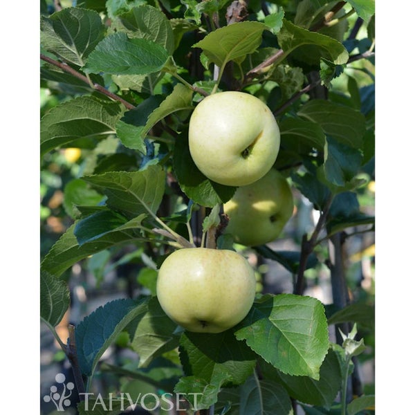 Omenapuu Suislepp kes&auml;omena