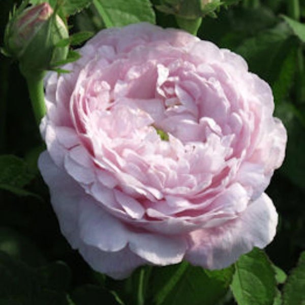 Ranskanruusu Duchesse de Montebello 3 l