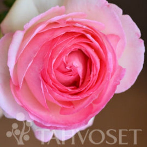 Ruusu 'Eden Rose 85' 3 l