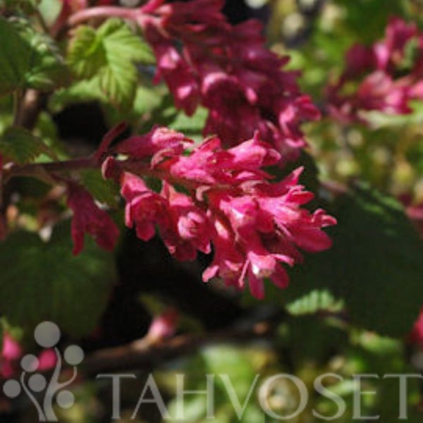 Ruusuherukka Ribes sanquineum 3 l