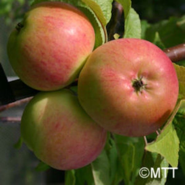 Omenapuu Ananaskaneli 7,5 l syysomena