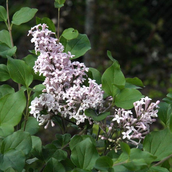 Pikkusyreeni Syringa meyeri Palibin 3 l