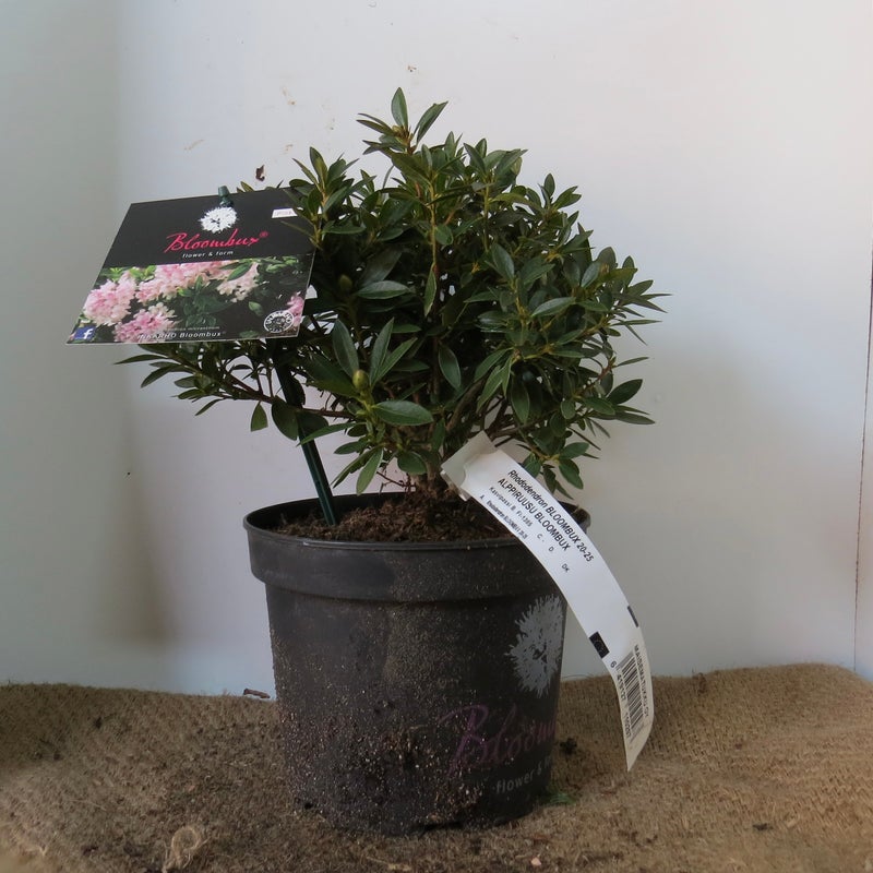 Alppiruusu Rhododendron Bloombux 20-25 cm