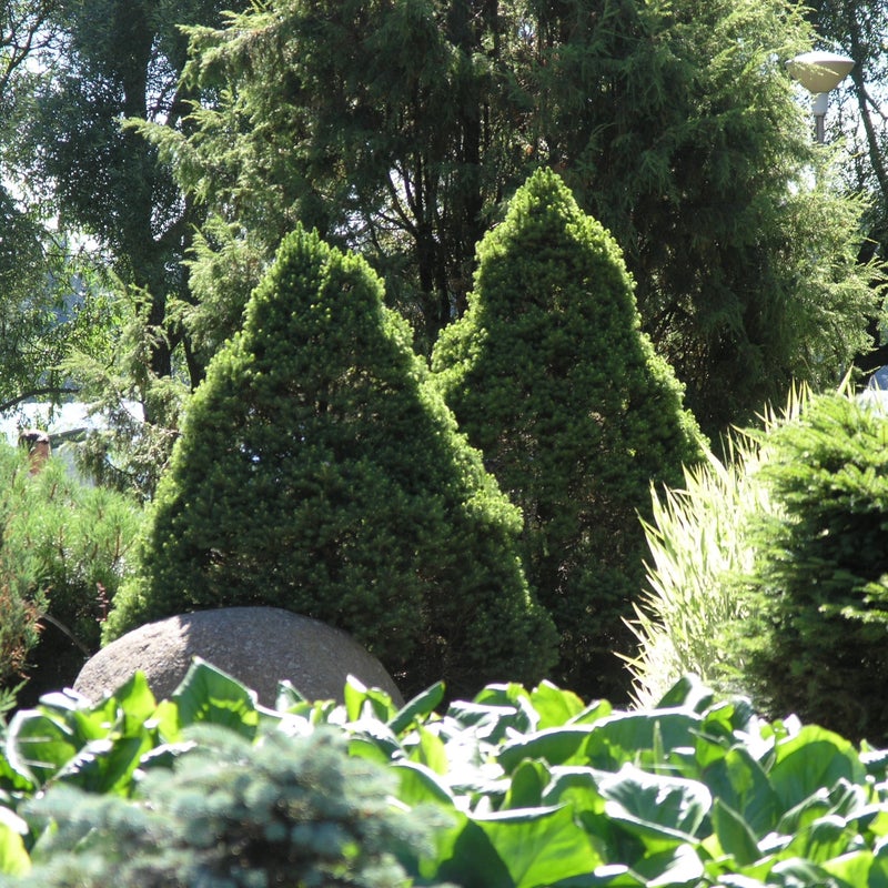 Tupsualbertankuusi Picea glauca Daisy's White 40-60 cm