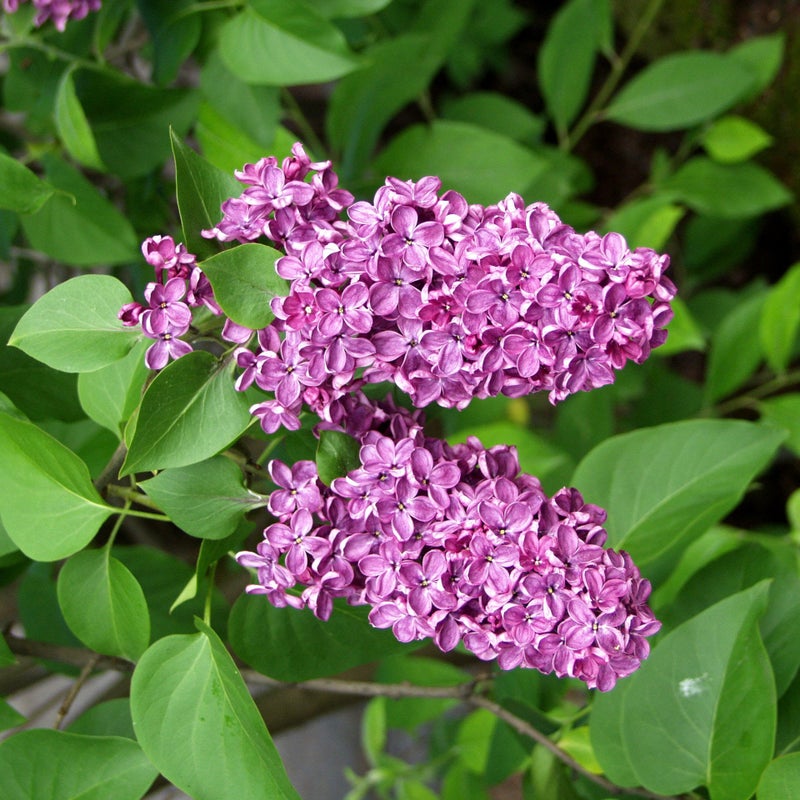 Jalosyreeni Syringa Andeken An Ludwig Sp&auml;th