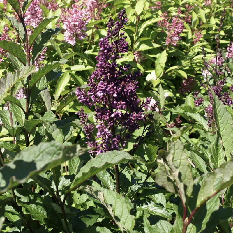 Isabellansyreeni Royalty, Syringa x prestoniae