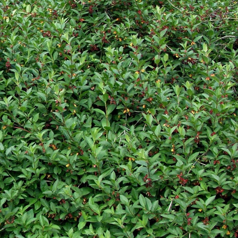Sadunkuusama Lonicera involucrata Satu