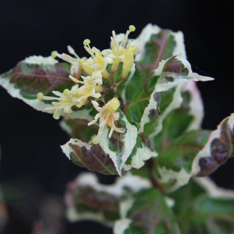 Kirjovuohenkuusama Diervilla sessifolia Cool Splash