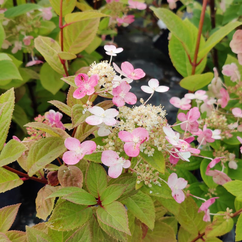 Syyshortensia Hydrangea paniculata Early Sensation